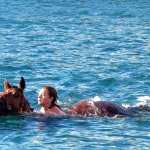 Horses swimming around the boat