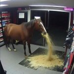 Horse throwing up