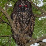 Stygian owl stare