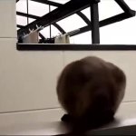 cat falling GIF Template