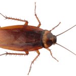 Cockroach