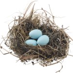 Bird nest nido de ave