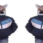 Dog in jacket