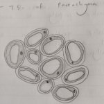 TS of Parenchyma diagram