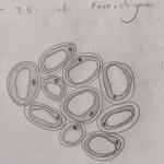 Parenchyma transverse section diagram