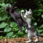 Kitten Punch