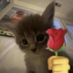 Cat with rose