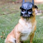 Batman Pug