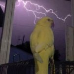 lightning birb