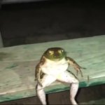 Frog contemplating life GIF Template