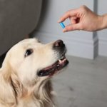 Dog and PIll