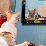 2 cats fighting while other cat looks in mirror