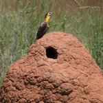 CAMPO FLICKER Colaptes campestris FAUNA PARAGUAY meme