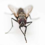 Malicious Fly