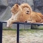 Lions