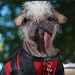 Dogpool meme