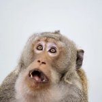 Shocked Monkey