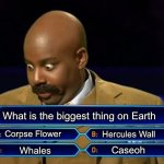 Take your guess | What is the biggest thing on Earth; Corpse Flower; Hercules Wall; Caseoh; Whales | image tagged in who wants to be a millionaire,caseoh,lol so funny | made w/ Imgflip meme maker