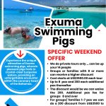 Exuma Swimming Pigs