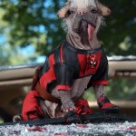 Deadpool Dog