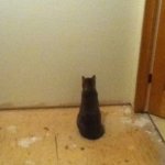 Cat staring at blank wall