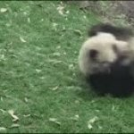 panda rolling down hill GIF Template