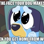 Bluey's Please Face | THE FACE YOUR DOG MAKES; WHEN YOU GET HOME FROM WORK | image tagged in bluey's please face,memes,bluey | made w/ Imgflip meme maker