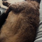 Lazy dog