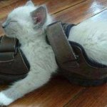 Lol Cat