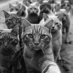 Cat Ladies: Stand Back and Stand By