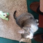 Sissie cat jump