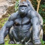 Gorilla