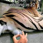 Poking Tiger | NA chilling in z2; AC | image tagged in poking tiger | made w/ Imgflip meme maker