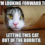 Unlikely likeable surprise | I'M LOOKING FORWARD TO; LETTING THIS CAT OUT OF THE BURRITO. | image tagged in burrito cat,let the cat out of the bag,memes,surprise,fitting in,adorable | made w/ Imgflip meme maker