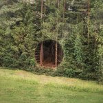 Hole In The Woods.