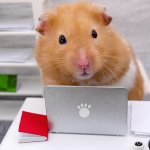 Hamster in front of laptop