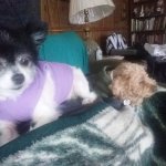Dogs & Blanky