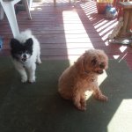 Dogs on porch