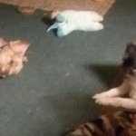 Dogs on rug