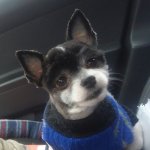 Dog in car