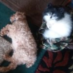 Poo & Bruce doggie bed