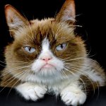 Grumpy cat black backgrounf