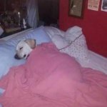 Dog sleeping on bed