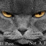 FAFO | I am
THE Puss; Not  A  Puss | image tagged in grumpy graey cat | made w/ Imgflip meme maker