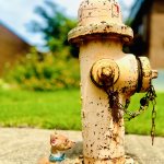 Chihuahua Hydrant Perspective