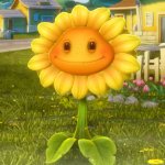 Sunflower pvz baked