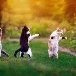 three cats dance in park