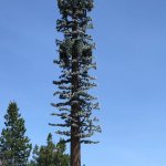 cellphone tower disguised as branchless tree