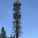 cellphone tower disguised as branchless tree