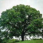 Massive oak tree branches